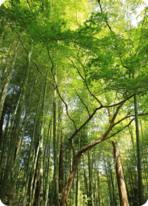 ANGELIQUE DAMOUR - Imagine Impact Bonds - image foret